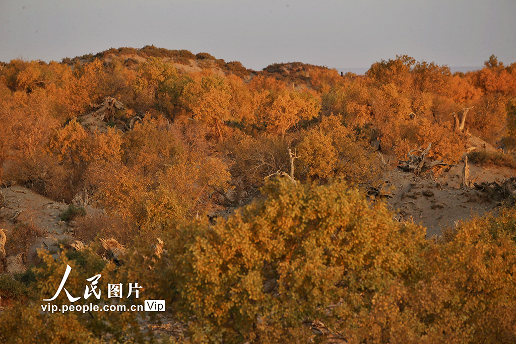 新疆哈密：金色胡楊如畫卷【5】