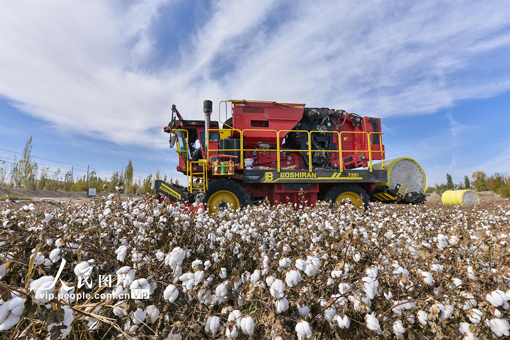 甘肅敦煌：萬畝棉花豐收【2】