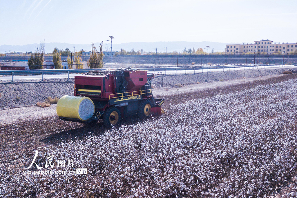 甘肅敦煌：萬畝棉花豐收【3】