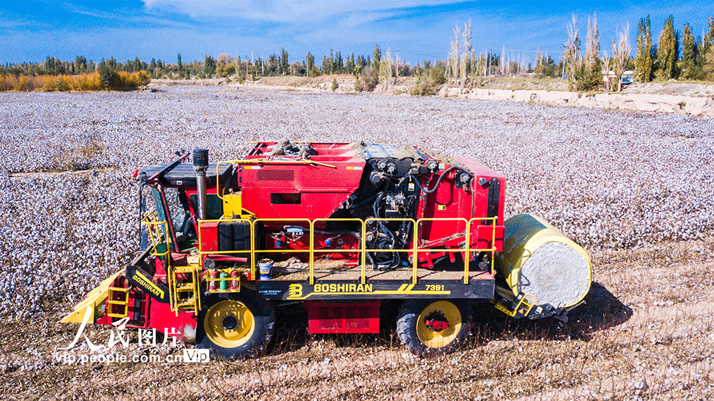 甘肅敦煌：萬畝棉花豐收【5】