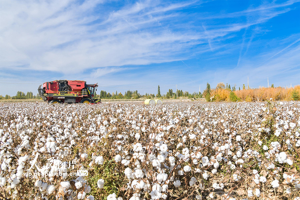 甘肅敦煌：萬畝棉花豐收【6】