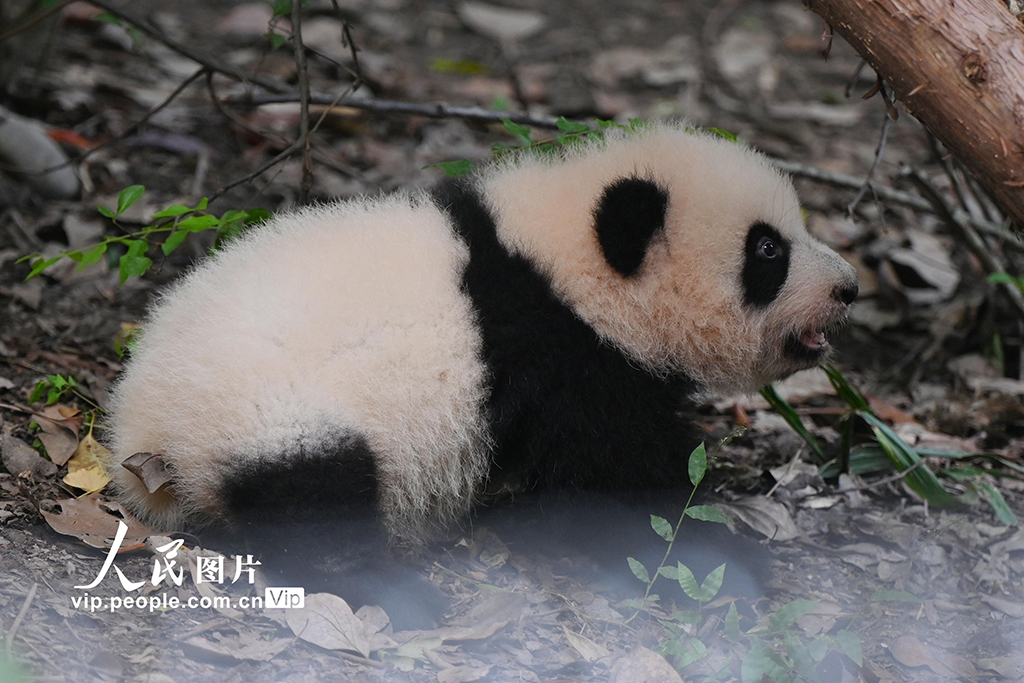 四川成都：新生大熊貓幼仔亮相【2】