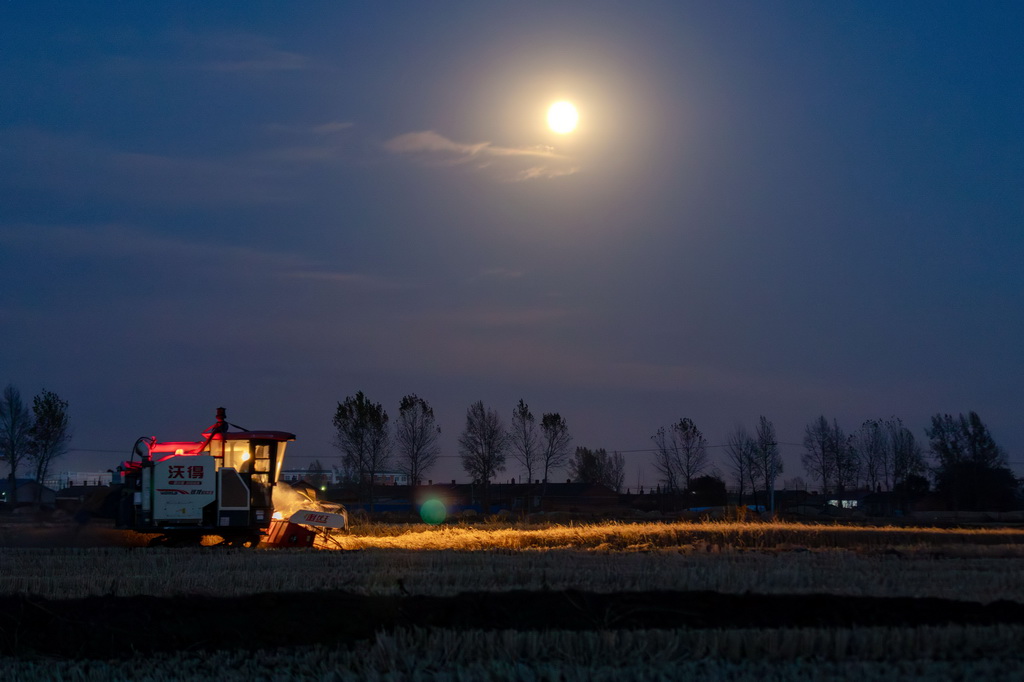 10月17日，在黑龍江省佳木斯市湯原縣吉祥鄉，種植戶在“超級月亮”下搶收水稻。新華社發（朱宗強攝）