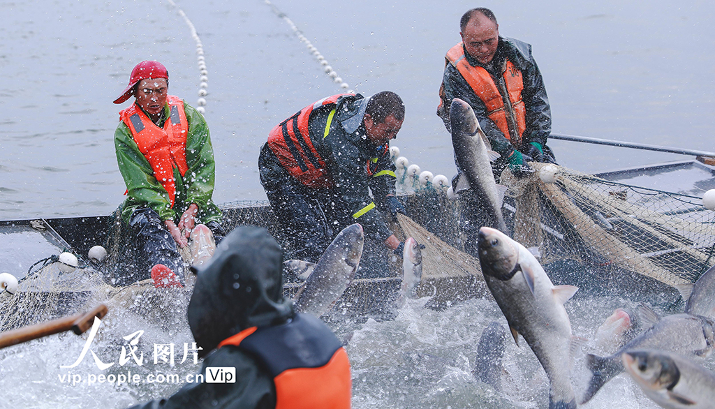江蘇句容：秋捕起網魚滿倉【3】