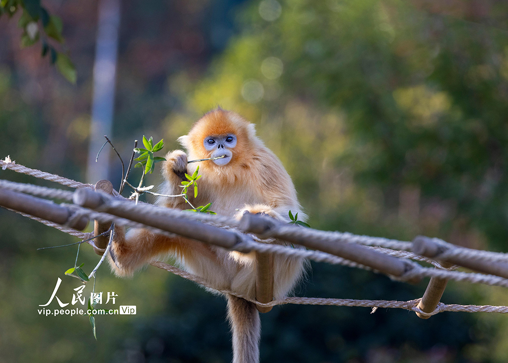 陜西西安：金絲猴頑皮可愛【2】
