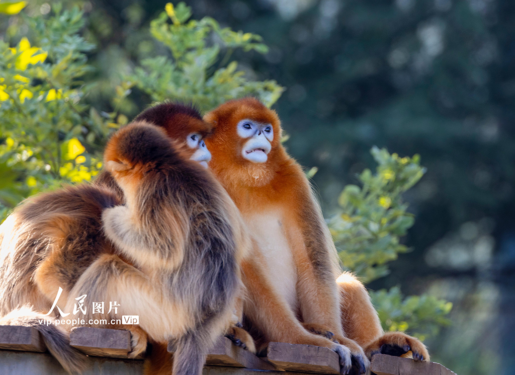 陜西西安：金絲猴頑皮可愛【3】