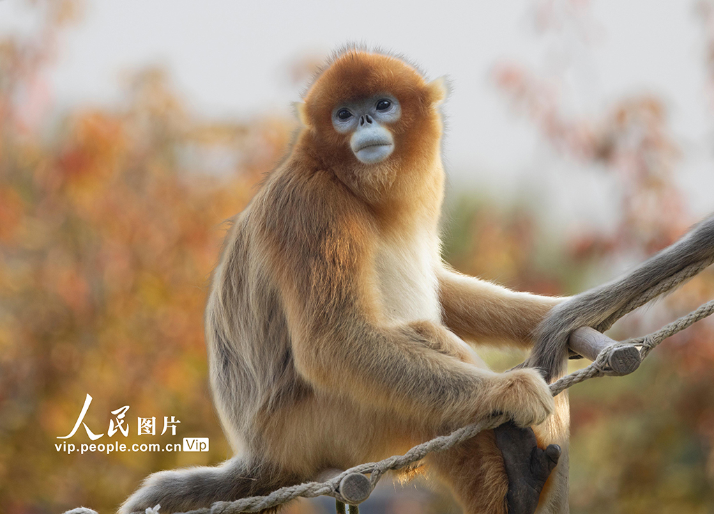 陜西西安：金絲猴頑皮可愛【5】