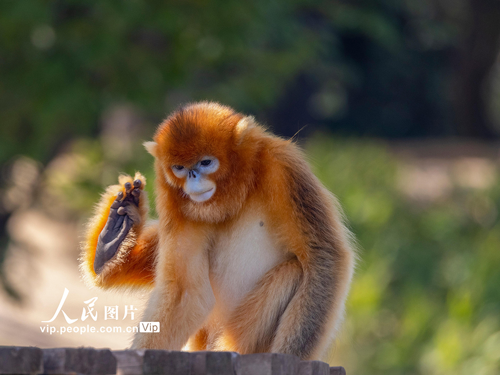 陜西西安：金絲猴頑皮可愛【6】