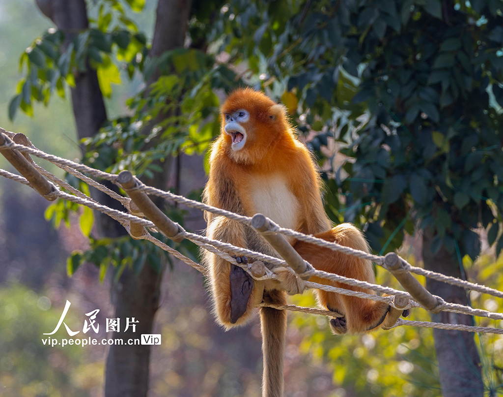 陜西西安：金絲猴頑皮可愛【7】
