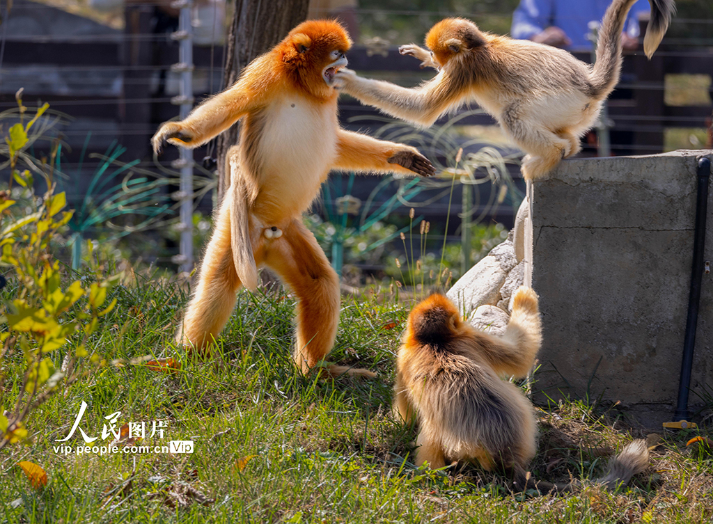 陜西西安：金絲猴頑皮可愛【10】