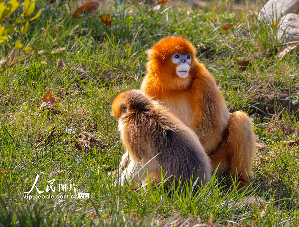 陜西西安：金絲猴頑皮可愛【11】