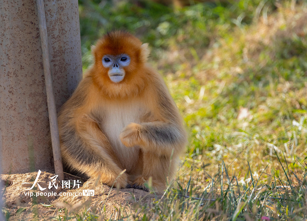 陜西西安：金絲猴頑皮可愛【12】