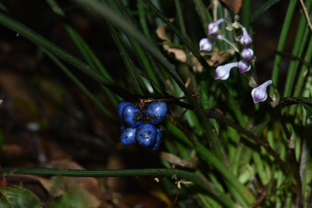 廣東從化陳禾洞省級自然保護區發現的廣州沿階草（資料照片）。