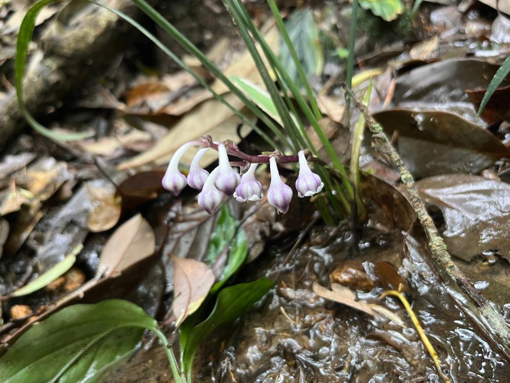 廣東從化陳禾洞省級自然保護區發現的廣州沿階草（資料照片）。