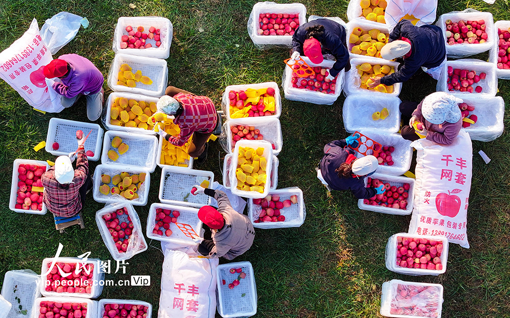 陜西千陽：晚熟蘋果收獲忙