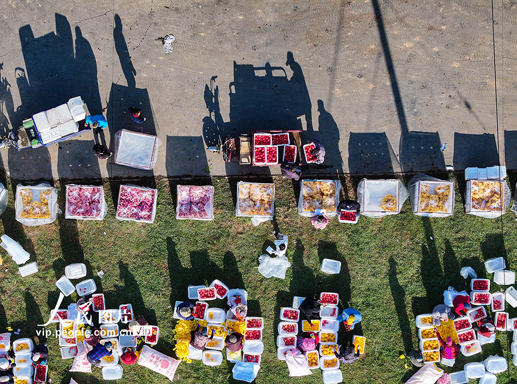 陜西千陽：晚熟蘋果收獲忙【4】