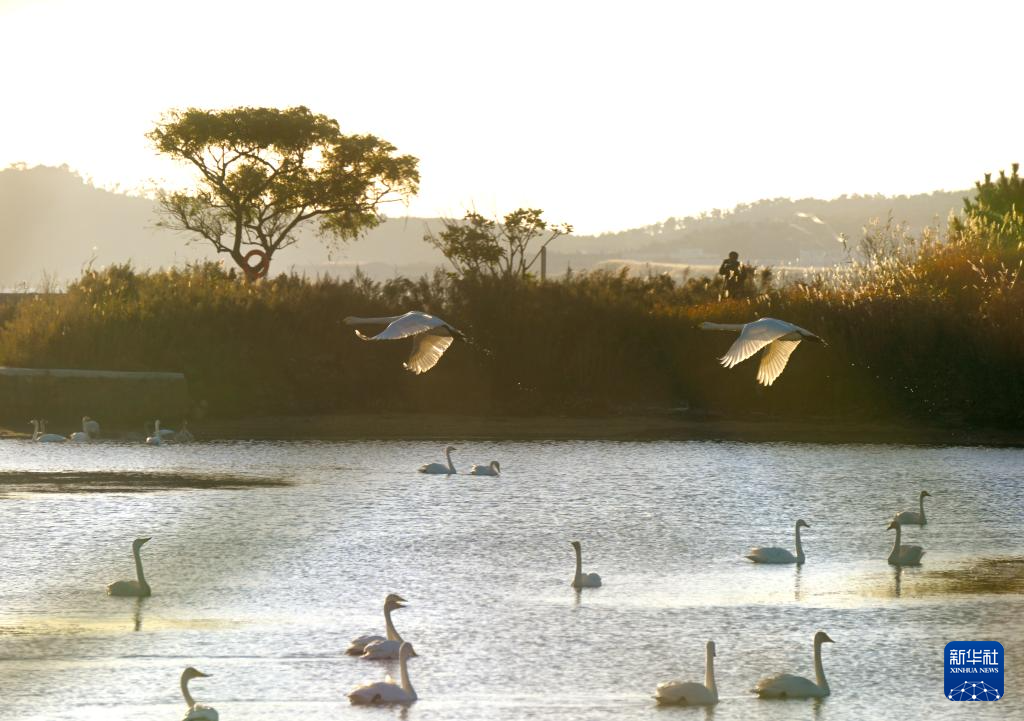 10月28日，大天鵝在山東省榮成大天鵝國家級自然保護區飛舞。新華社發（楊志禮攝）