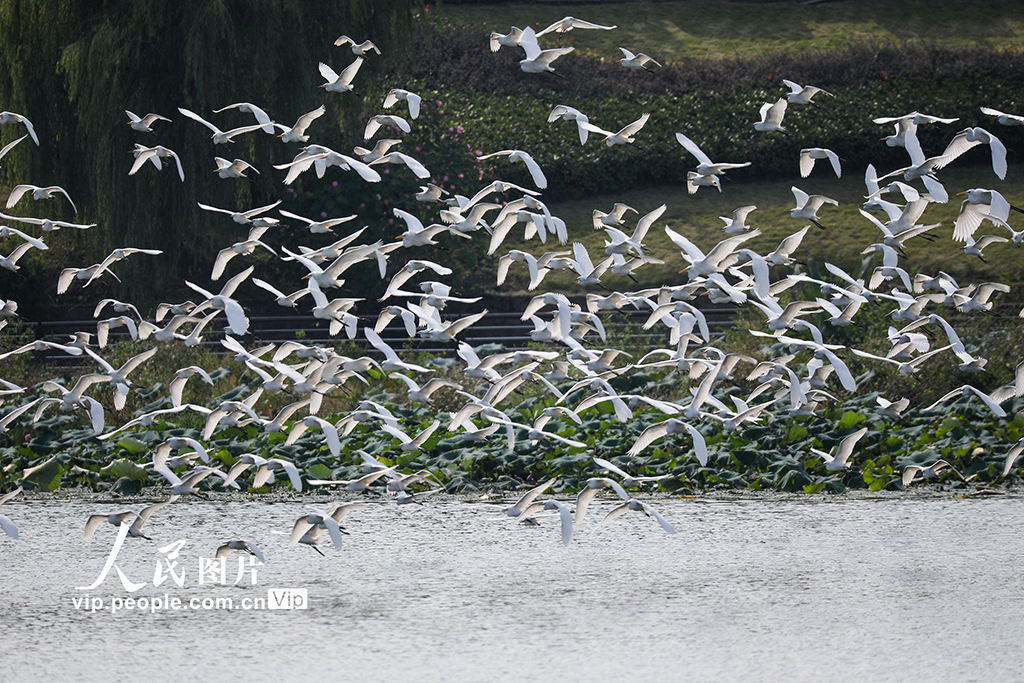 安徽黃山：白鷺舞翩躚【2】