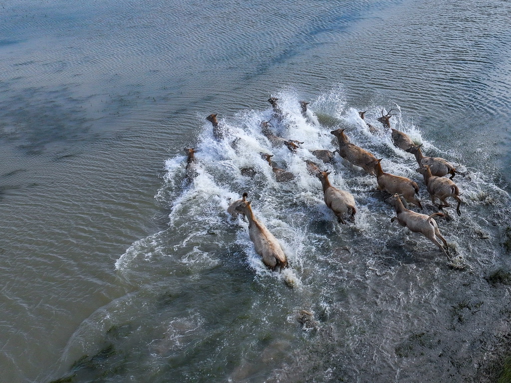 這是10月28日在江蘇省大豐麋鹿國家級自然保護區拍攝的麋鹿（無人機照片）。新華社記者 李博 攝