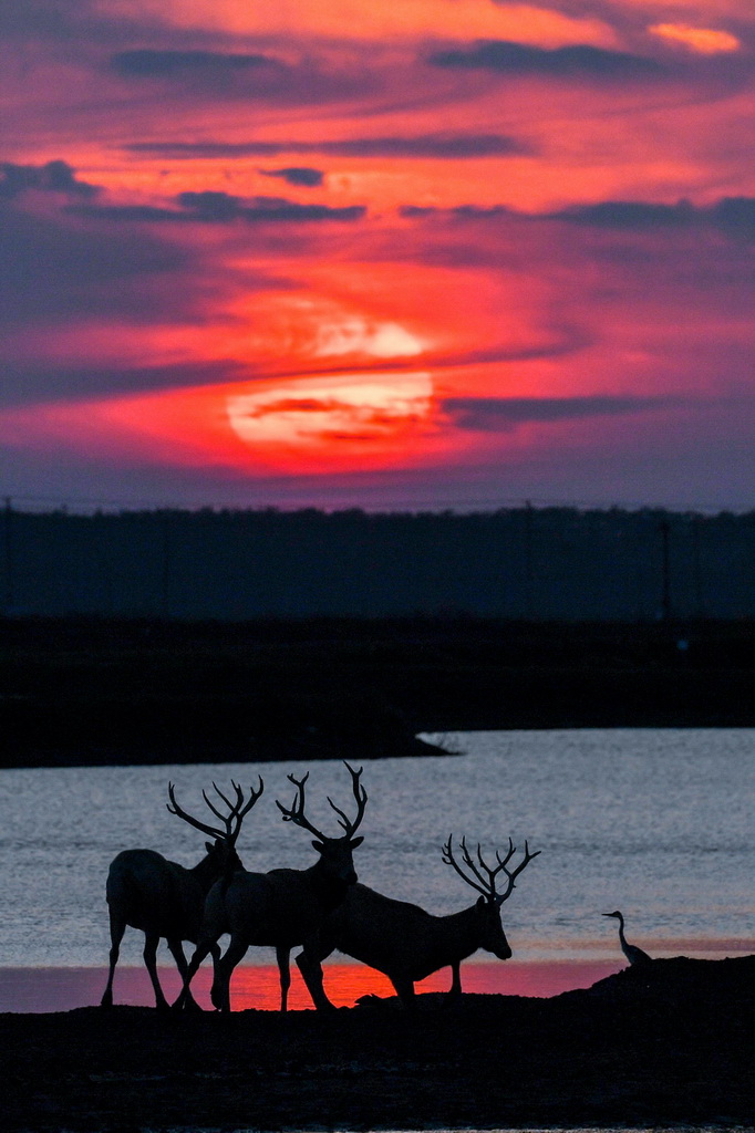 這是10月28日在江蘇省大豐麋鹿國家級自然保護區拍攝的麋鹿。新華社記者 李博 攝