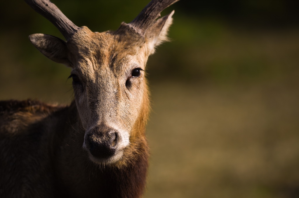 這是10月28日在江蘇省大豐麋鹿國家級自然保護區拍攝的麋鹿。新華社記者 呂帥 攝