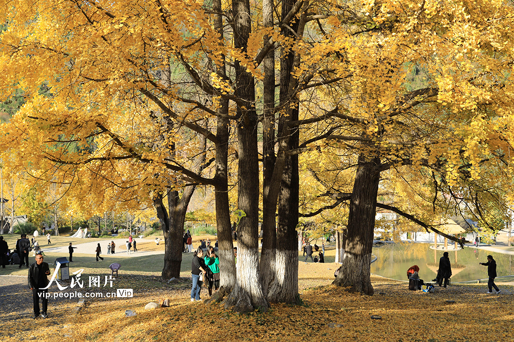 甘肅徽縣：古銀杏披“金甲”【5】