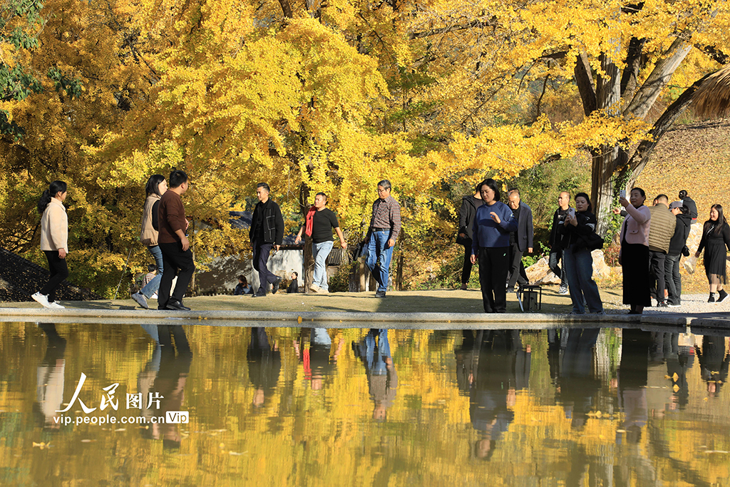 甘肅徽縣：古銀杏披“金甲”【8】