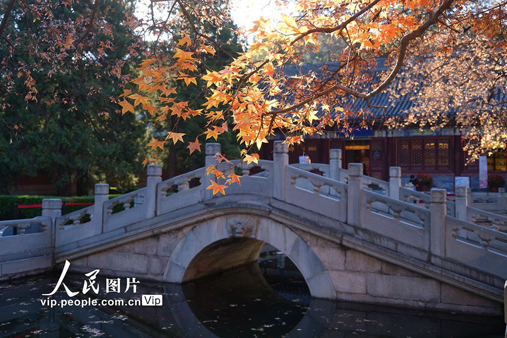 北京：香山秋景如畫醉游人