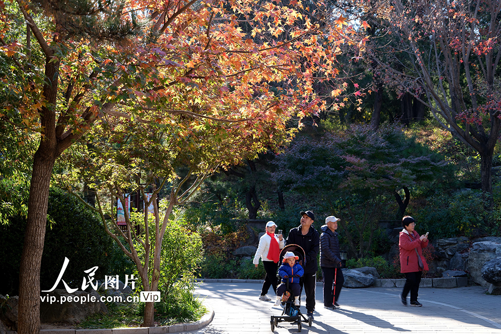 北京：香山秋景如畫醉游人【6】