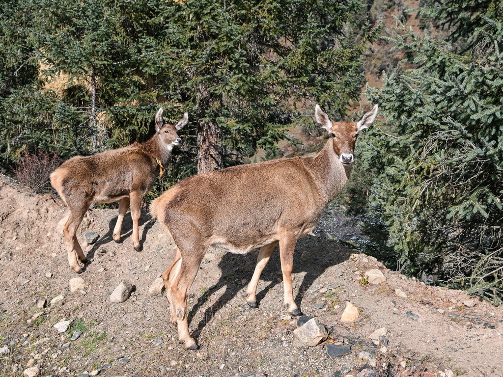 這是11月4日在多瀑溝景區拍攝的2只國家一級保護動物白唇鹿。