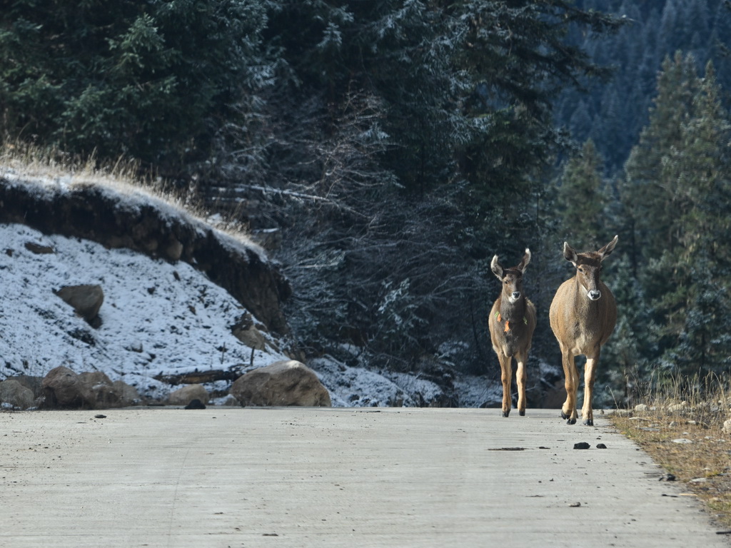 這是11月4日在多瀑溝景區拍攝的2只國家一級保護動物白唇鹿。
