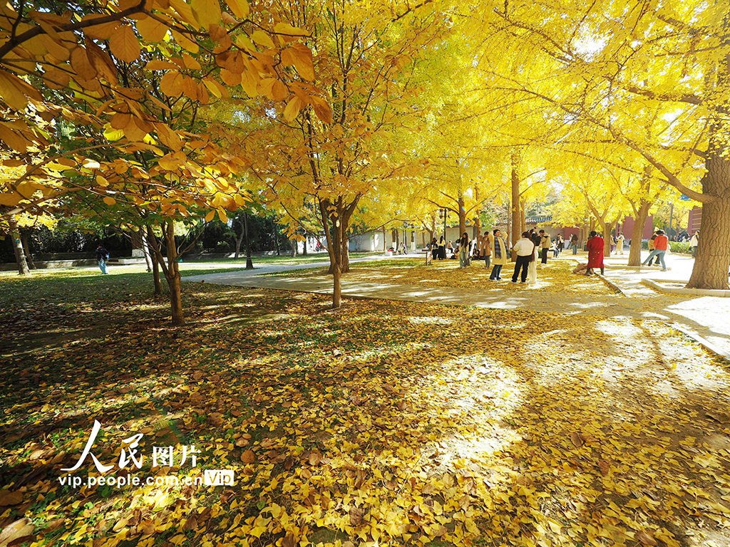 北京：地壇公園秋色濃【6】