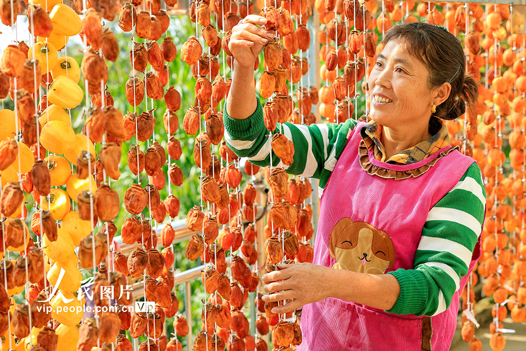 安徽歙縣：燈籠柿 喜豐收【2】