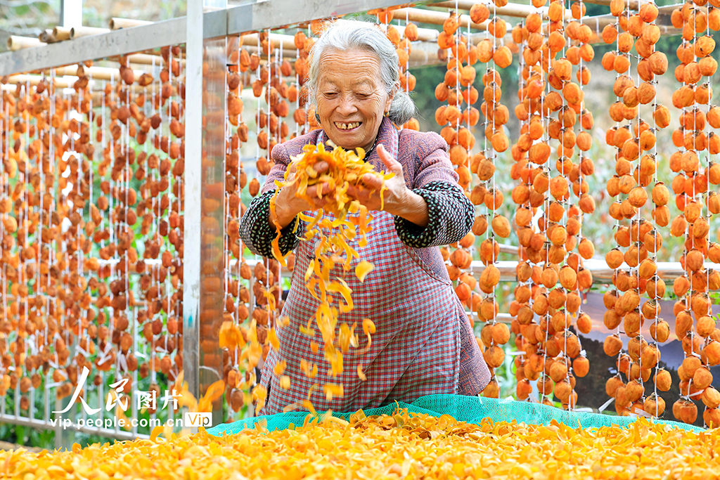 安徽歙縣：燈籠柿 喜豐收【3】