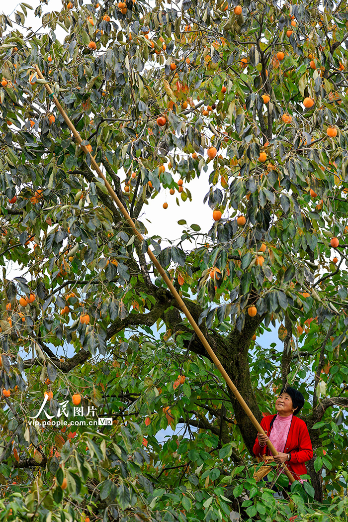 安徽歙縣：燈籠柿 喜豐收【4】