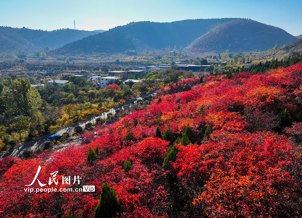 山東棗莊：鄉路秋色美【2】