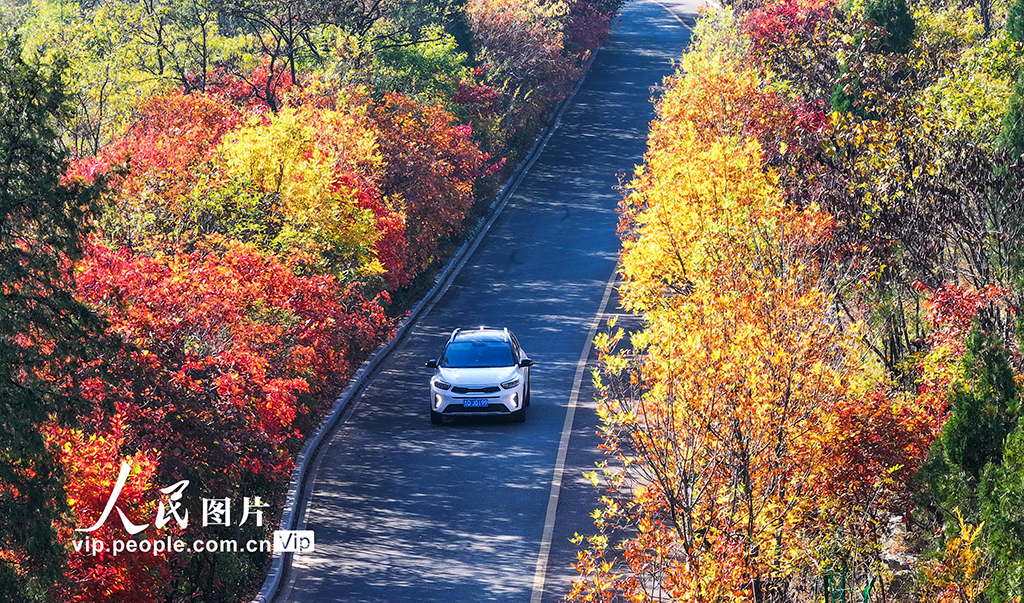 山東棗莊：鄉路秋色美【3】