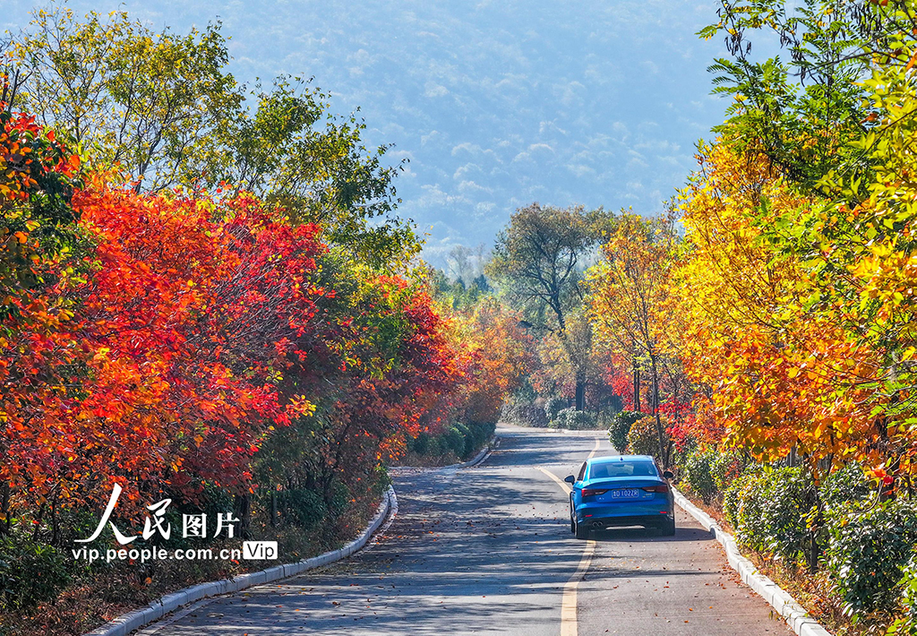 山東棗莊：鄉路秋色美【8】