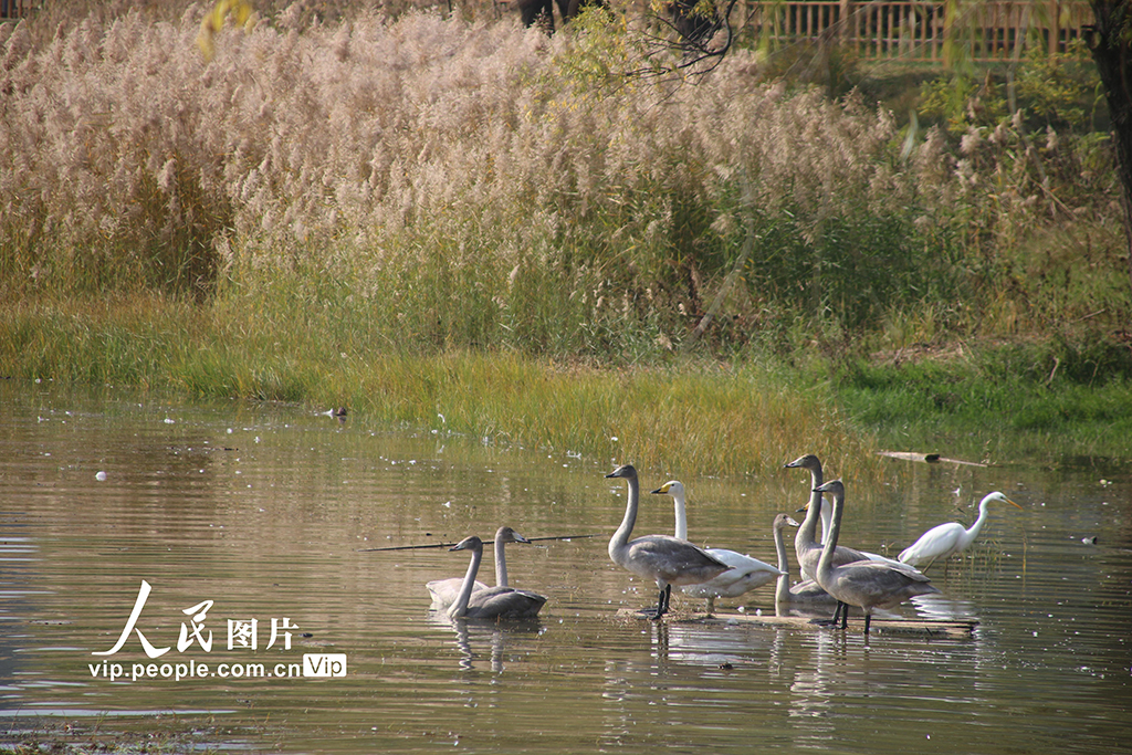 山西平陸：首批大天鵝飛抵黃河濕地棲息越冬【2】