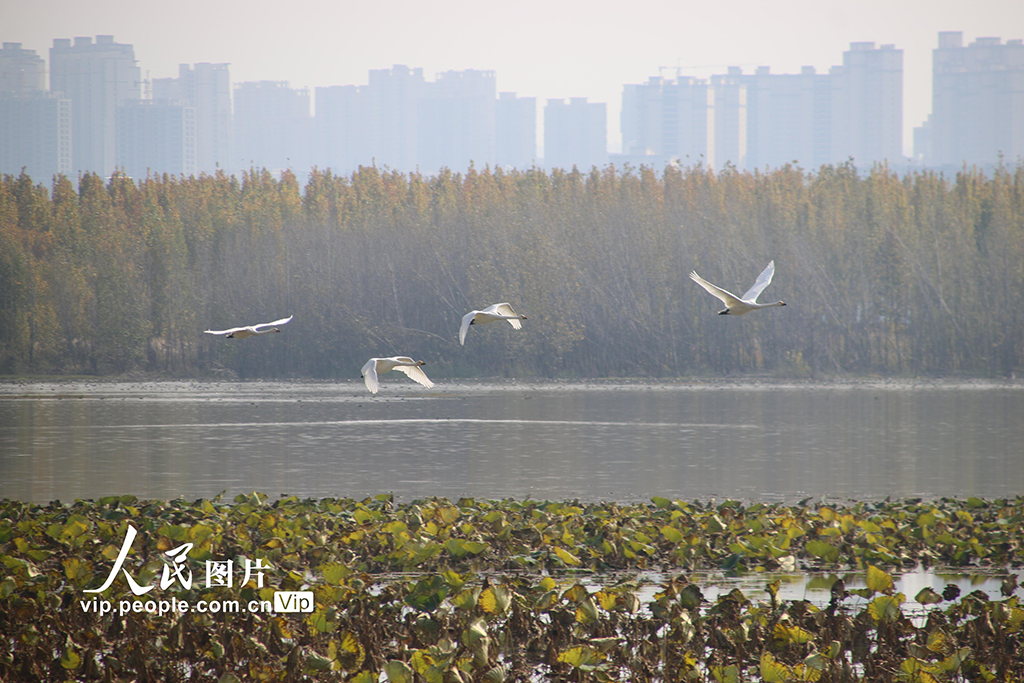 山西平陸：首批大天鵝飛抵黃河濕地棲息越冬【3】