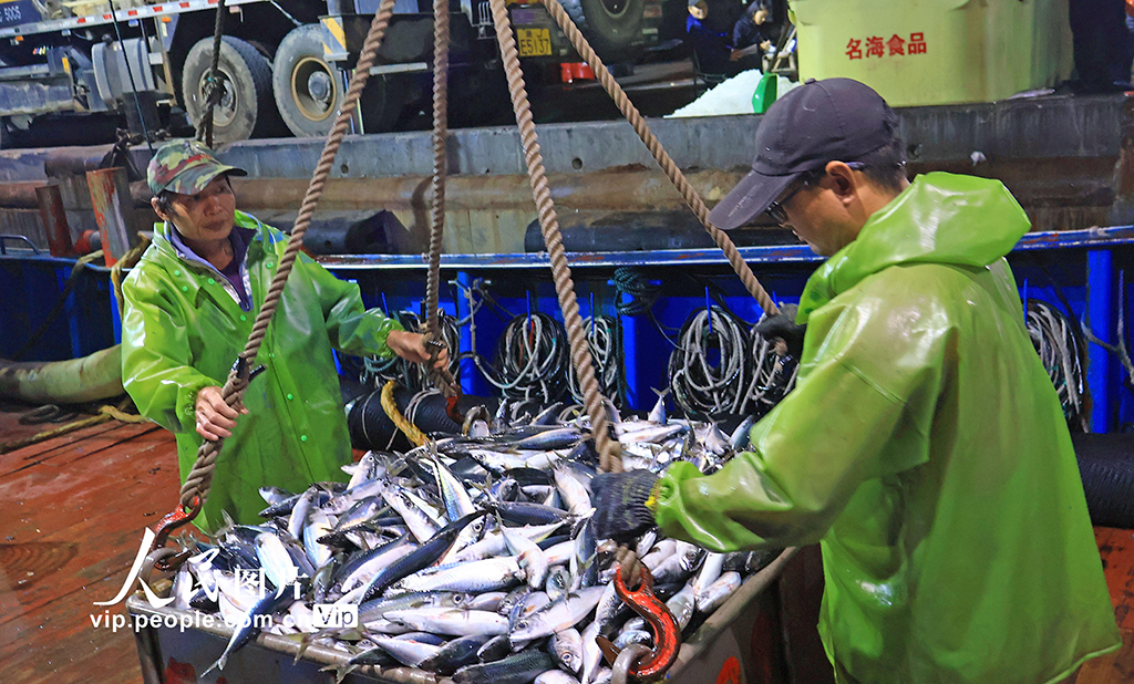 浙江玉環：漁船回港 海魚滿倉【3】