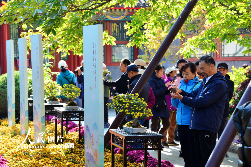 2024年11月6日，游客在修繕一新的紫竹院公園行宮駐足觀賞菊花展。