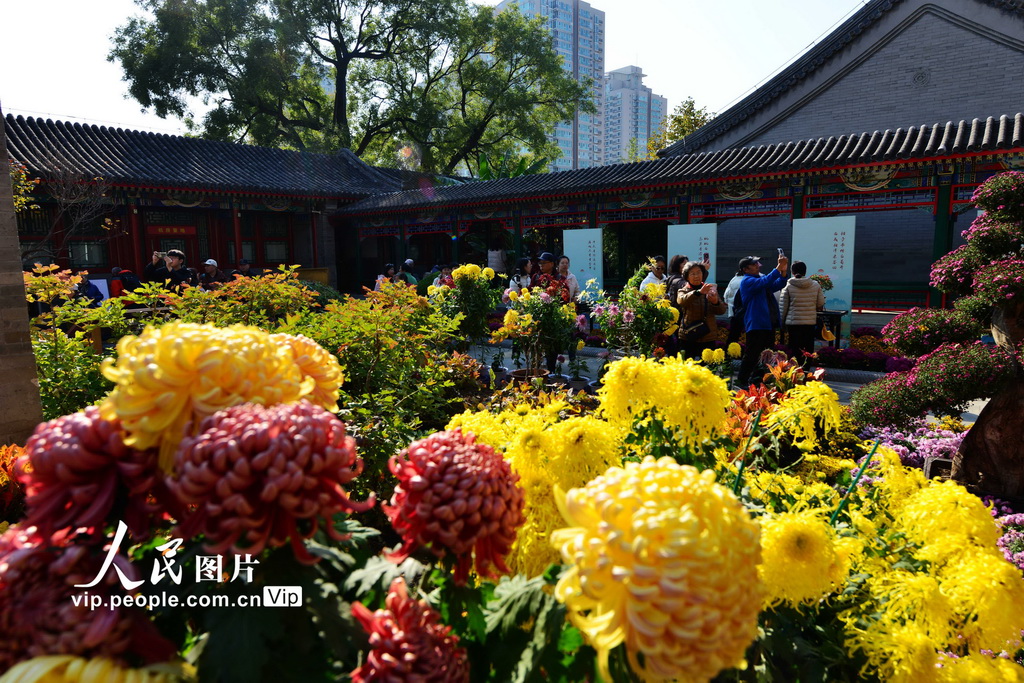 2024年11月6日，游客在修繕一新的紫竹院公園行宮駐足觀賞菊花展。