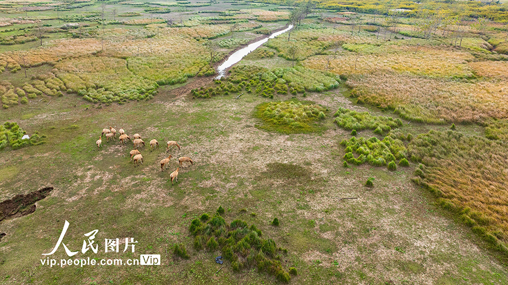 江蘇東臺：生態濕地麋鹿歡【3】