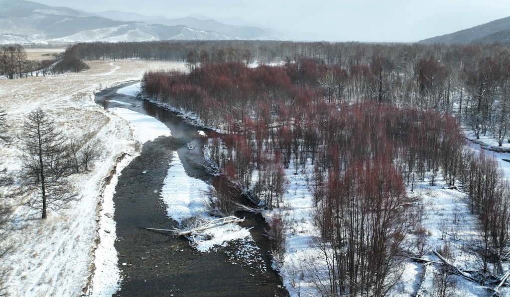 11月11日在內蒙古呼倫貝爾市扎蘭屯市拍攝的紅毛柳（無人機照片）。