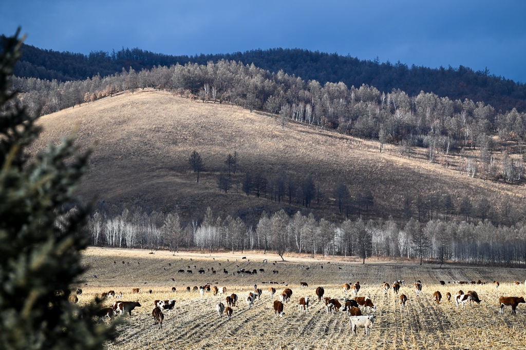 11月11日在內蒙古呼倫貝爾市扎蘭屯市柴河鎮拍攝的牧群。