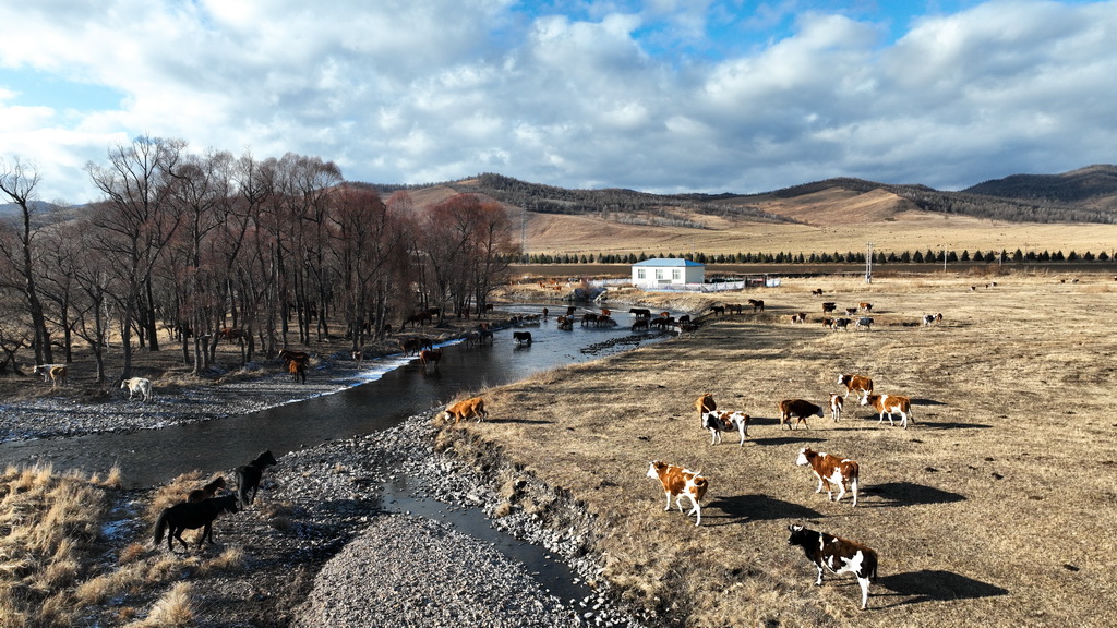 11月11日在內蒙古呼倫貝爾市扎蘭屯市柴河鎮拍攝的牧群（無人機照片）。