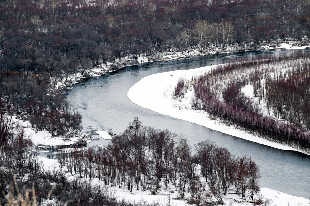 這是11月12日拍攝的額爾古納濕地雪景。