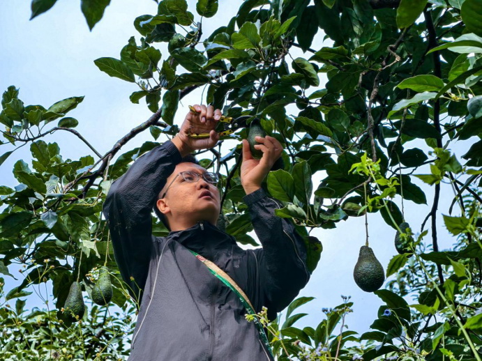 90后“新農人”李偉扎根孟連縣，在當地創業發展牛油果產業。伊霄攝