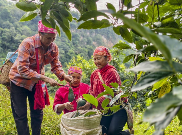 孟連縣娜允鎮，牛油果正值收獲季，田間地頭一派繁忙景象。王劍攝